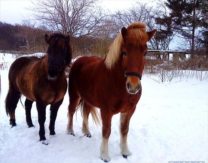 Islænder Hind <3 billede 11