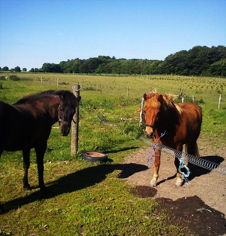 Islænder Hind <3 billede 12