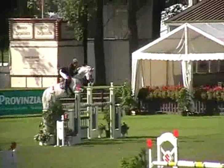 Hannoveraner Smilla 27 billede 11