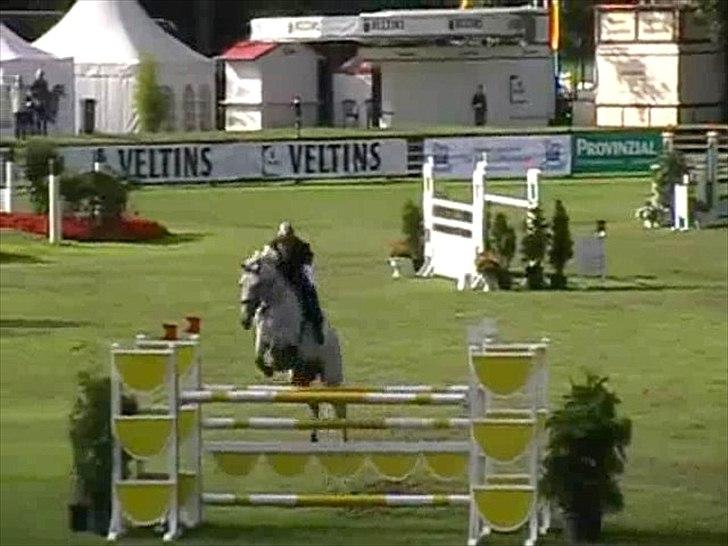 Hannoveraner Smilla 27 billede 12