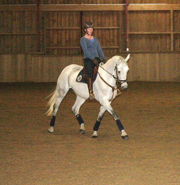 Hannoveraner Smilla 27 billede 13