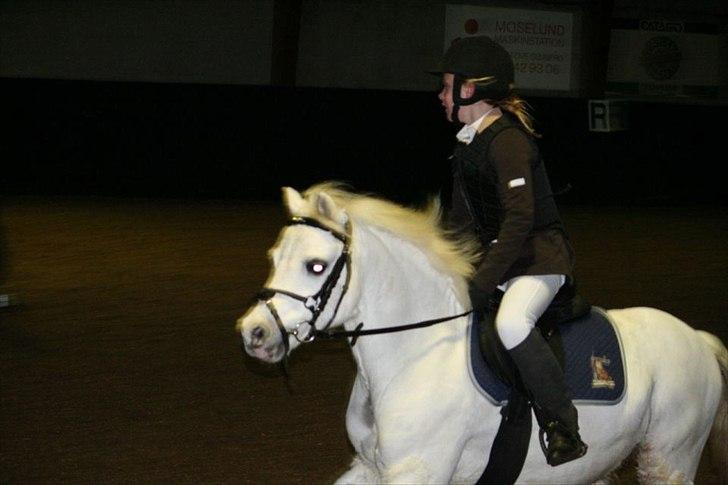 Welsh Mountain (sec A) Fakla Admiral  ;(solgt): - stævne på lykkeshøj;) billede 10