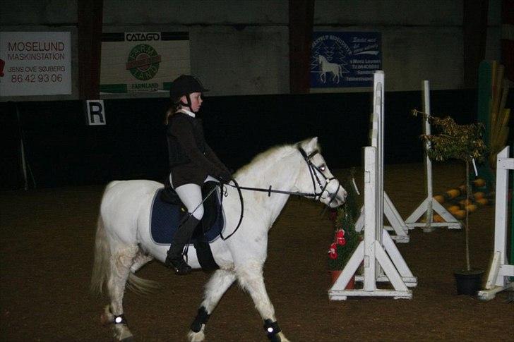 Welsh Mountain (sec A) Fakla Admiral  ;(solgt): - stævne på lykkeshøj;) billede 11