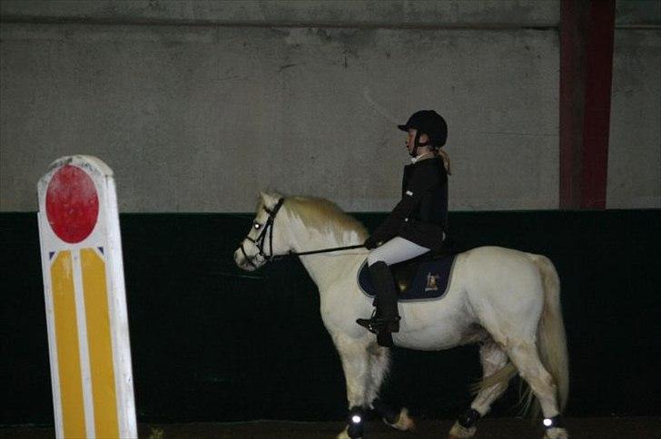 Welsh Mountain (sec A) Fakla Admiral  ;(solgt): - stævne på lykkeshøj;) billede 12