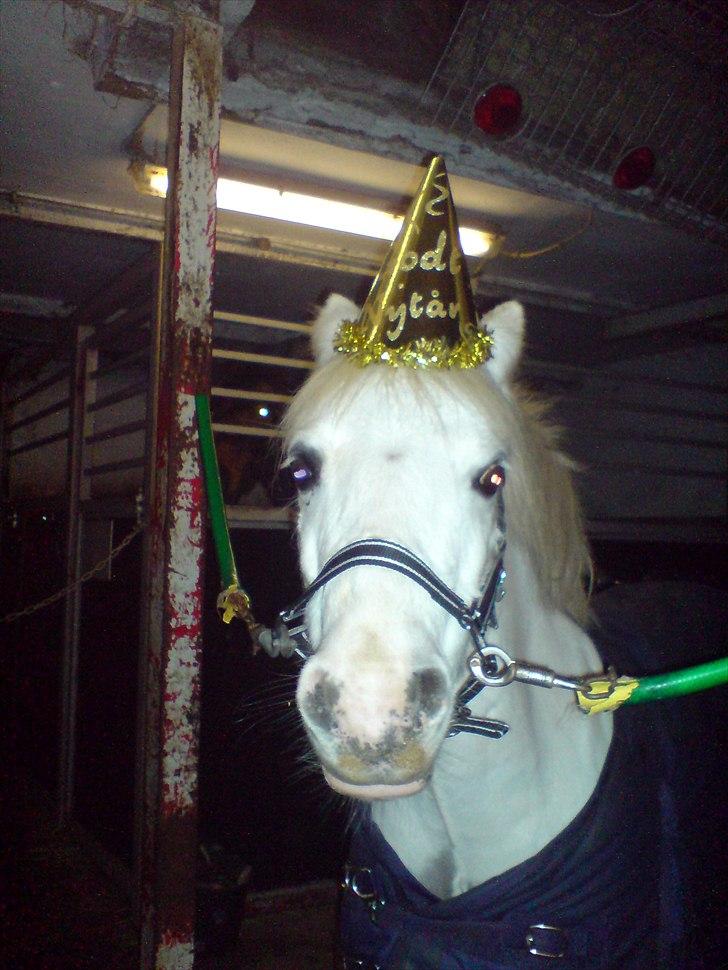 Welsh Mountain (sec A) Fakla Admiral  ;(solgt): - godt nytår billede 13