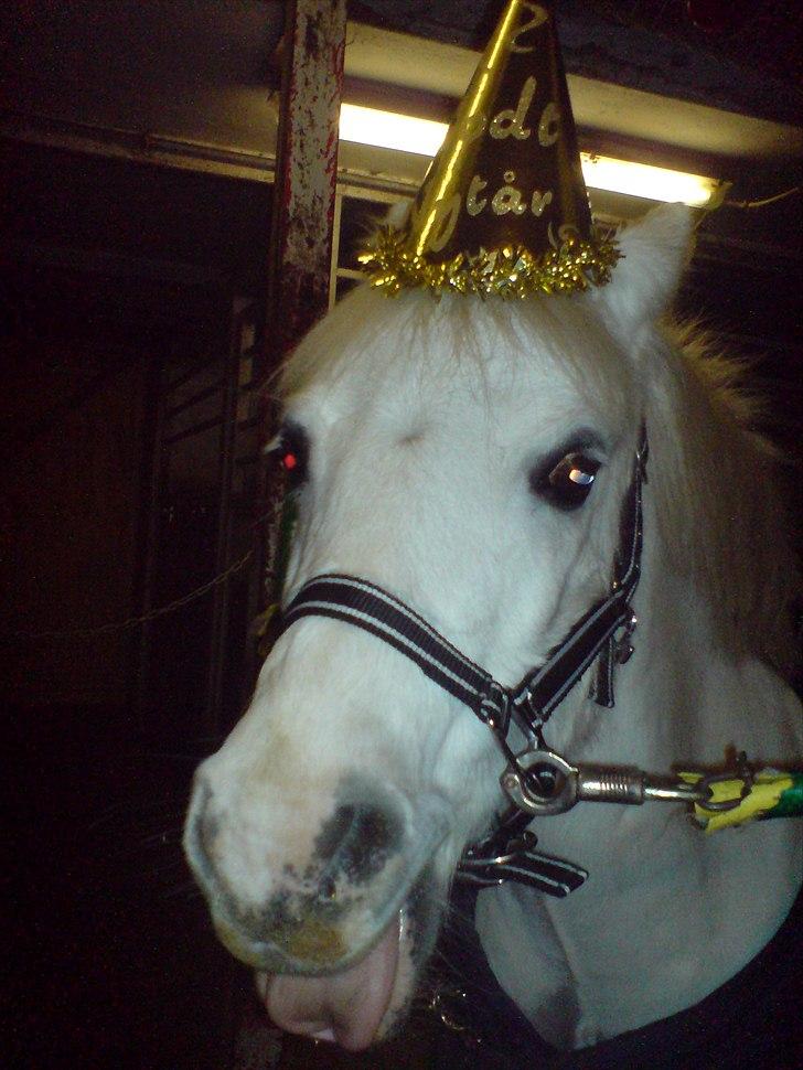 Welsh Mountain (sec A) Fakla Admiral  ;(solgt): - jeg elsker dig min skat<3 billede 14