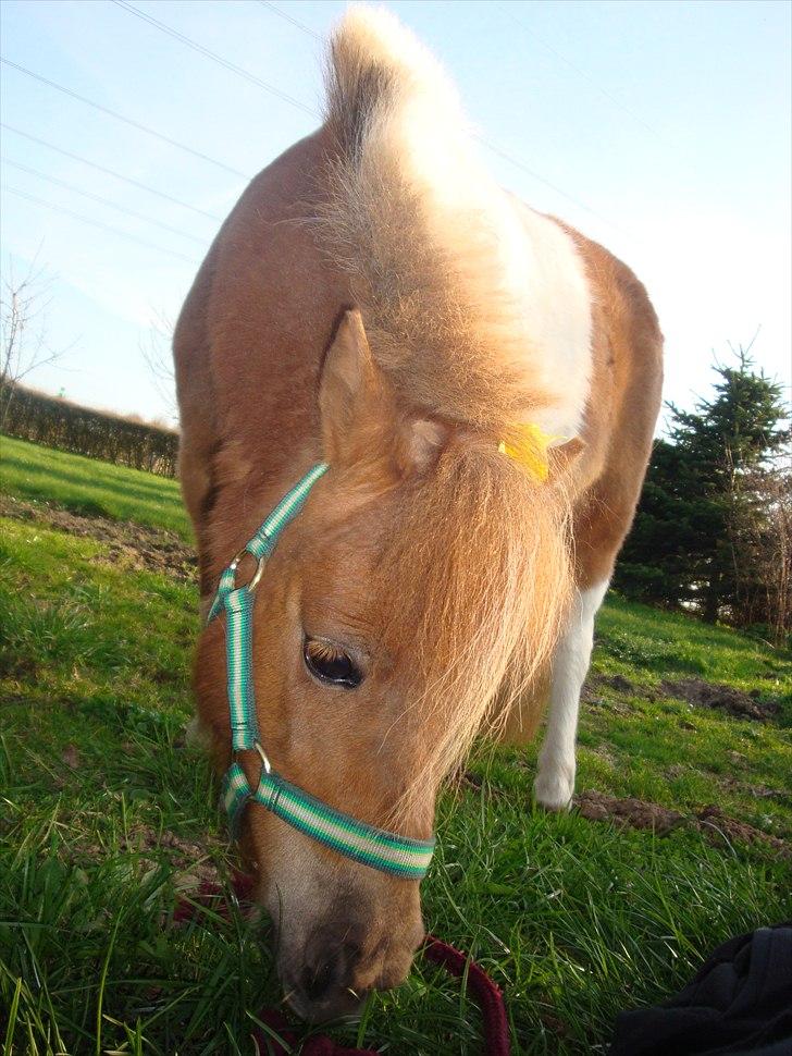 Shetlænder Thorsvang´s Tut - tut den dejlige pige

Foto. Mig billede 2