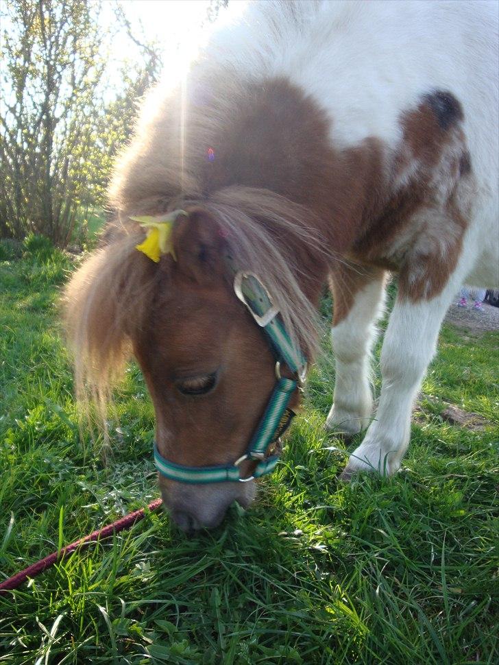 Shetlænder Thorsvang´s Tut - tut æder græs

Foto. Mig billede 7