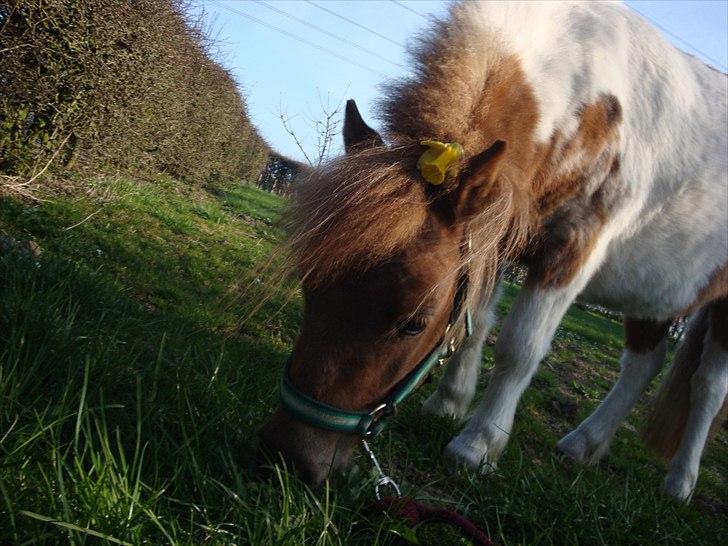 Shetlænder Thorsvang´s Tut - mulle pigen

Foto. Mig billede 9