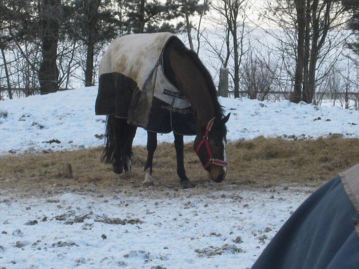 Hannoveraner Redkjærs Wayona:-* SOLGT - På folden i vinters('-: billede 11