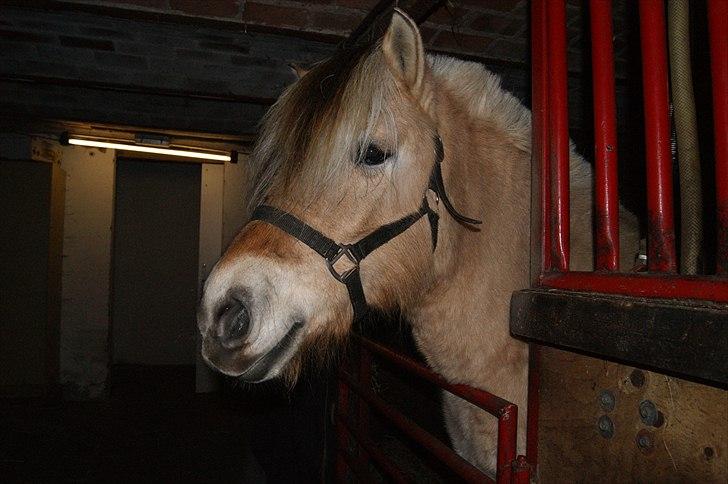 Fjordhest fraja billede 24