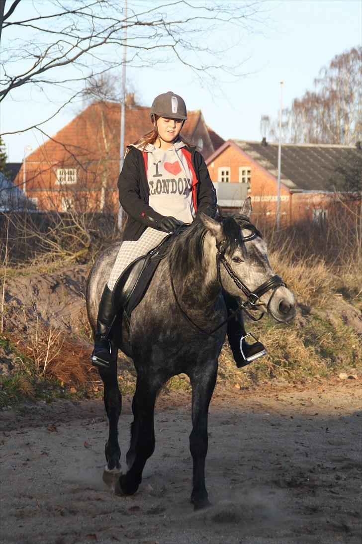 Anden særlig race Santos - solgt - 3. d. 22 marts 2011 - genoptræning billede 3