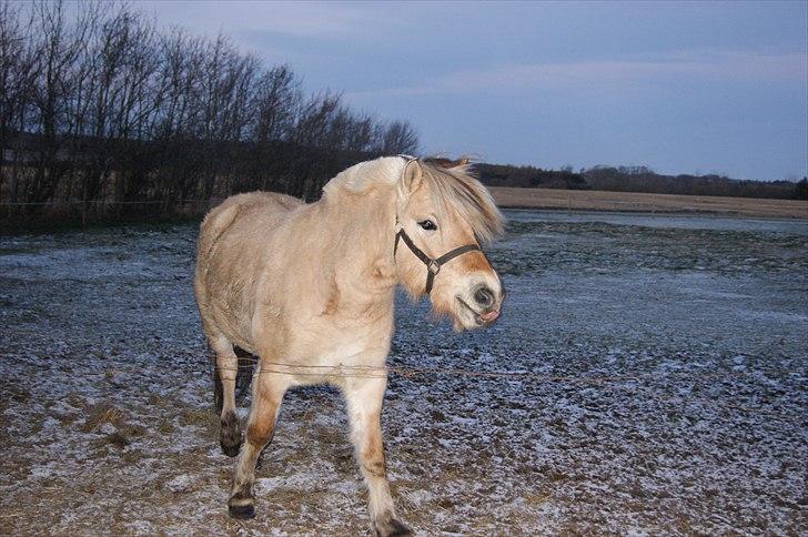 Fjordhest fraja billede 25