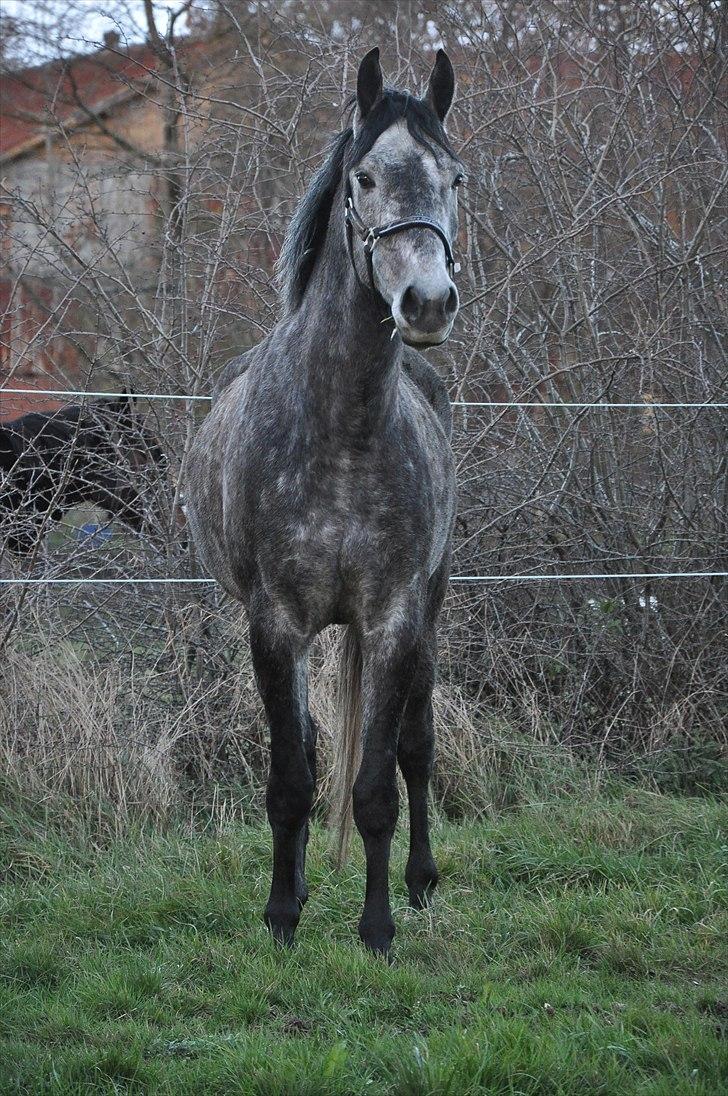 Anden særlig race Santos - solgt - 10. smukke<3 billede 10