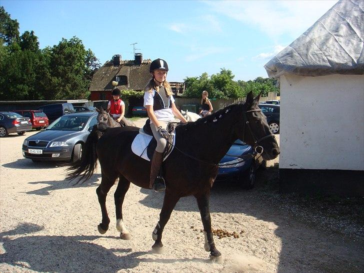 Anden særlig race Bento *rideskole* billede 6