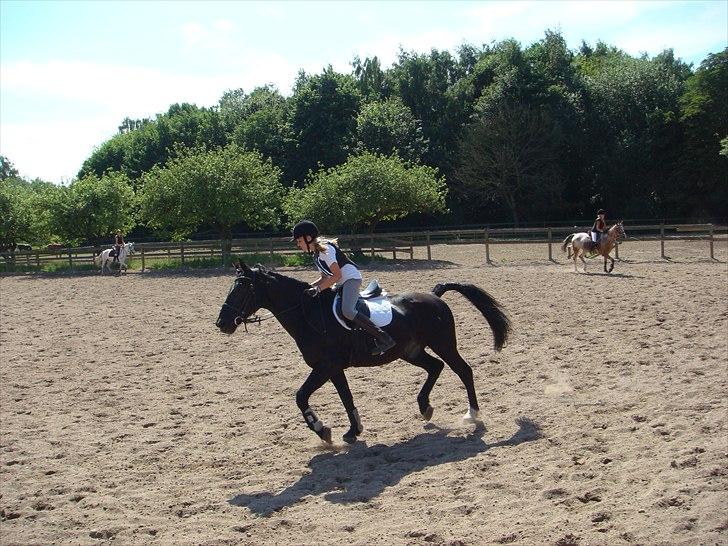 Anden særlig race Bento *rideskole* billede 7