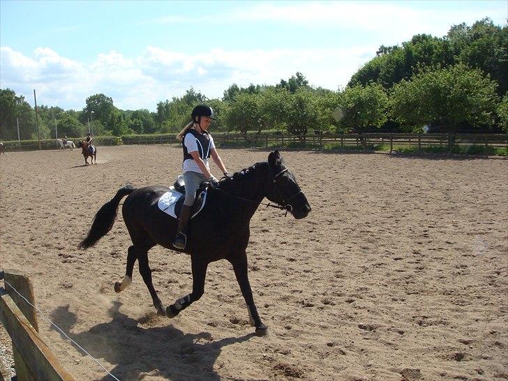 Anden særlig race Bento *rideskole* billede 8