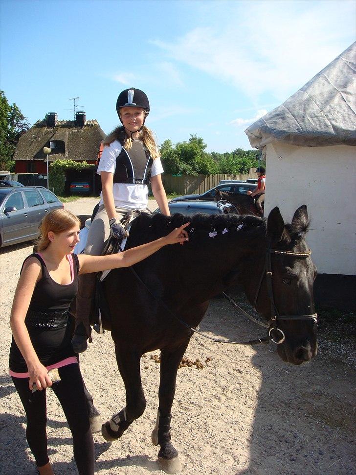 Anden særlig race Bento *rideskole* billede 10