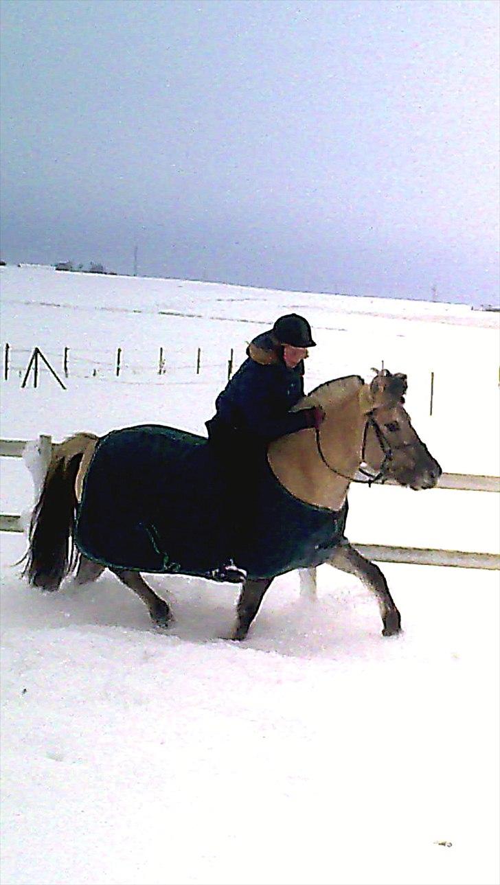 Fjordhest |Ryttergårdens Josephine| - Josephine og trine i sneen 2010 (´: billede 14