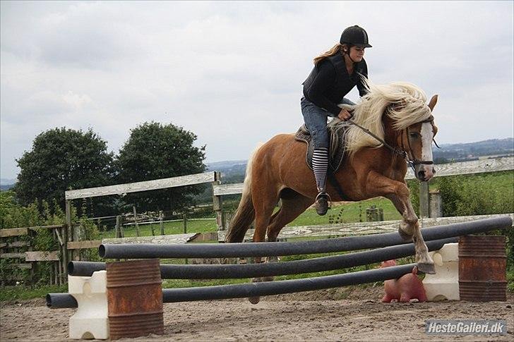 Haflinger stanly bassemin billede 11