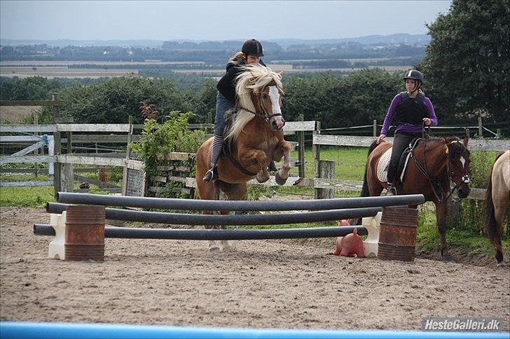 Haflinger stanly bassemin billede 12