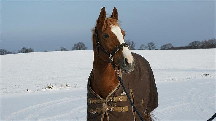 Welsh Cob (sec D) Santana - Ude i det dejlige vejr! billede 18
