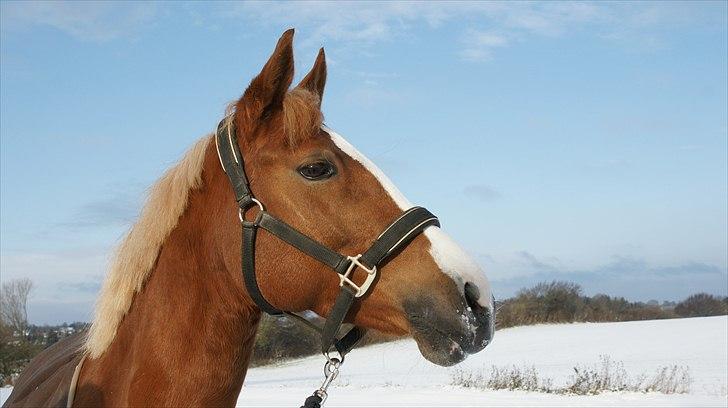 Welsh Cob (sec D) Santana - Det er godt nok farligt.... billede 19