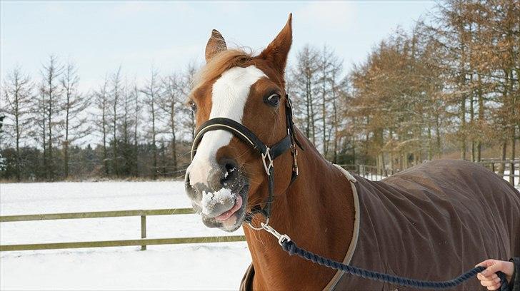 Welsh Cob (sec D) Santana - Det smager ikke så godt, og det er koldt... billede 20