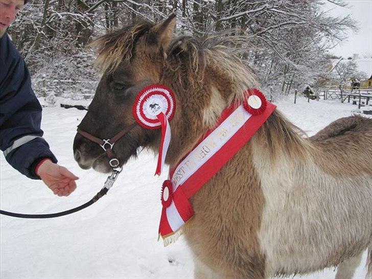 Islænder Almar frá Ketilsstöðum - Adam fra Oren , bedste føl ved Thors følshow 2010.  billede 16