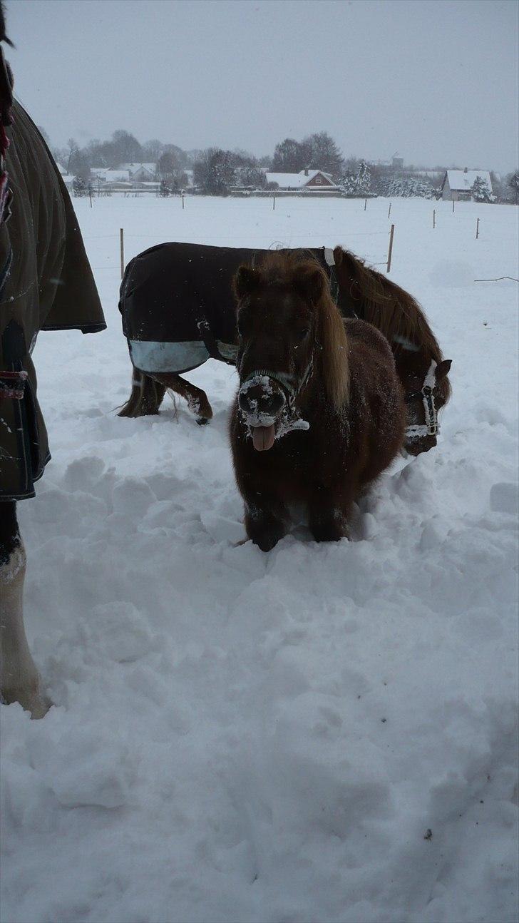 Shetlænder Dandy III billede 8
