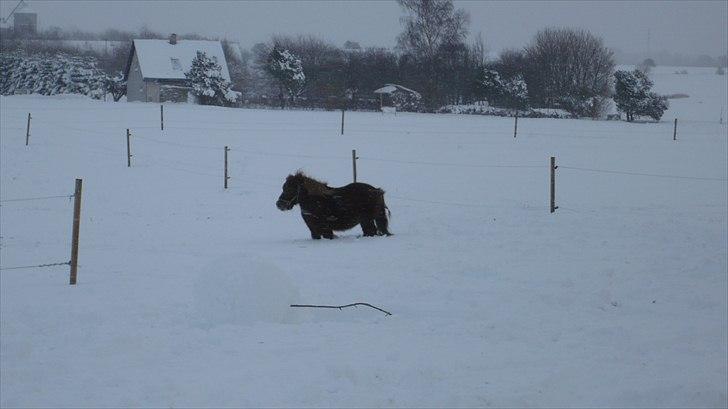 Shetlænder Dandy III billede 9
