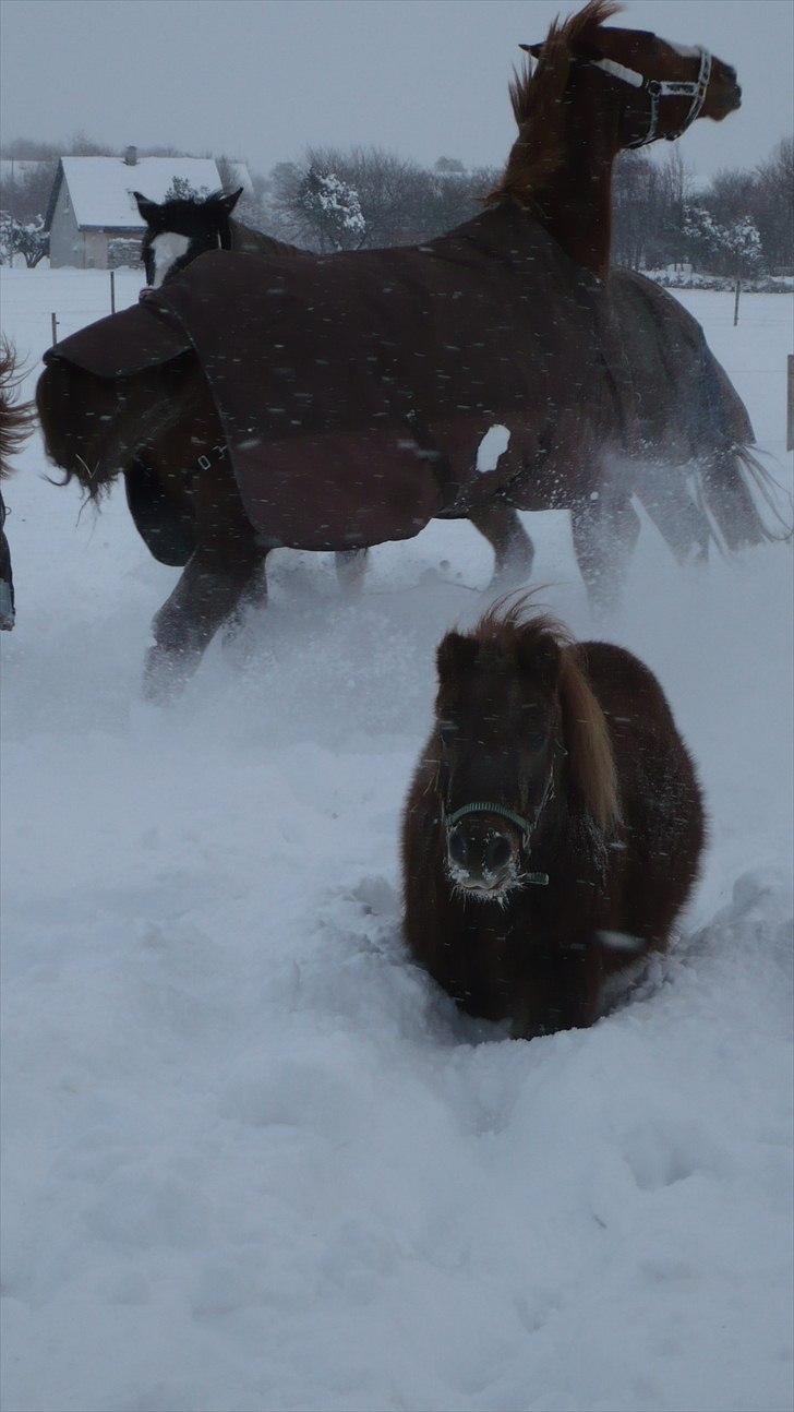 Shetlænder Dandy III billede 10