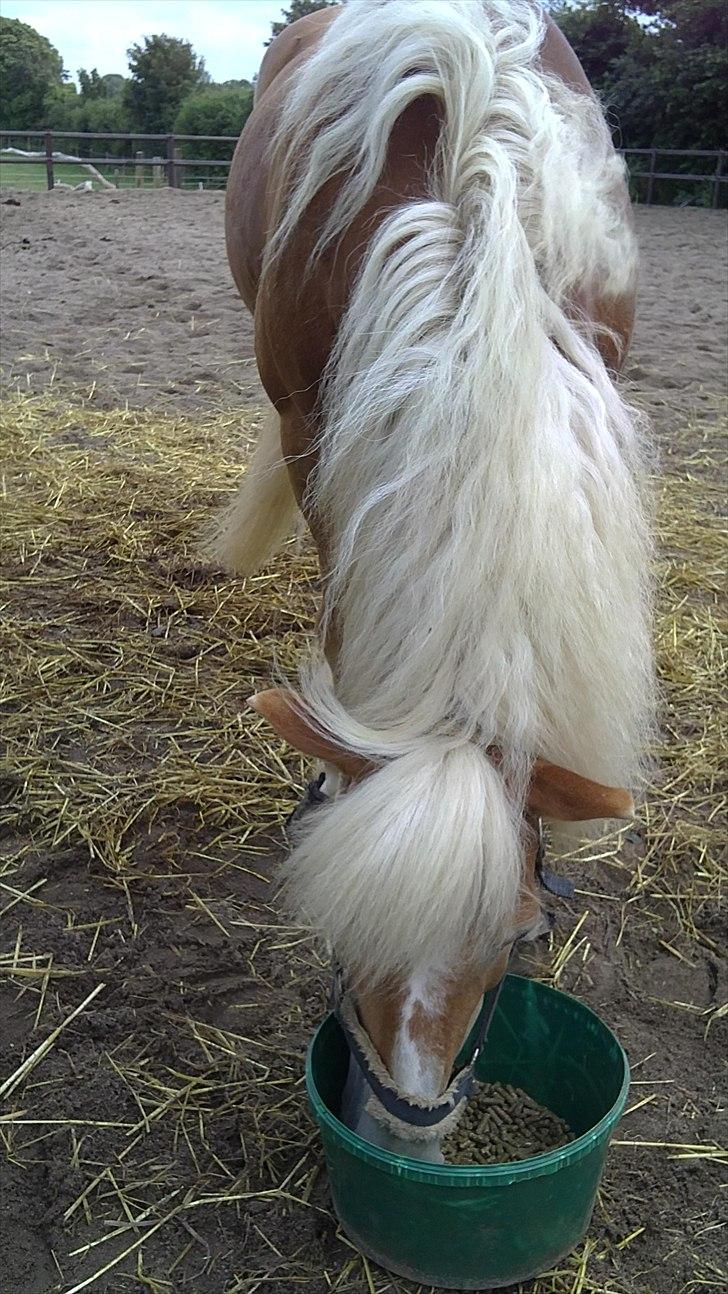Haflinger WHISKY - Ja, sådan en man, er lidt af en sjældenhed :D  billede 15