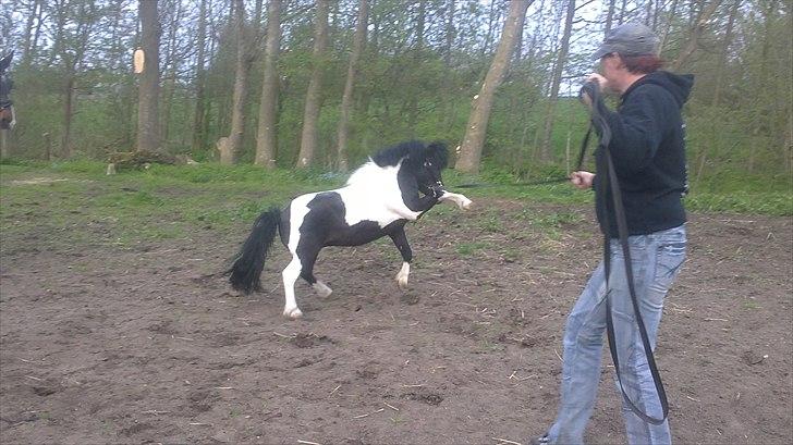 Anden særlig race Zarra`s Tordenbrag  billede 6