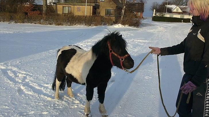Anden særlig race Zarra`s Tordenbrag  billede 3
