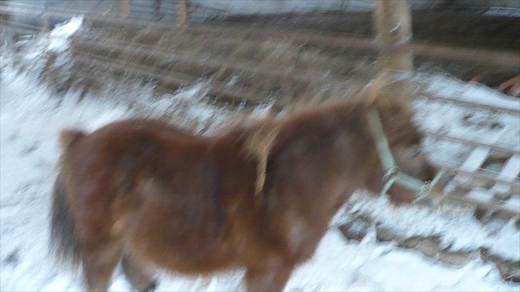 Shetlænder Dandy III billede 14