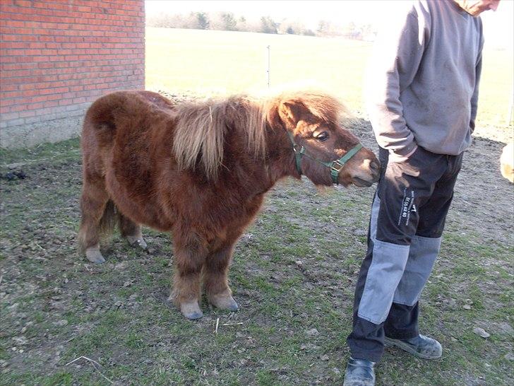 Shetlænder Dandy III billede 4