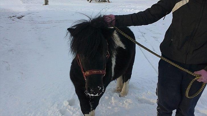Anden særlig race Zarra`s Tordenbrag  billede 5
