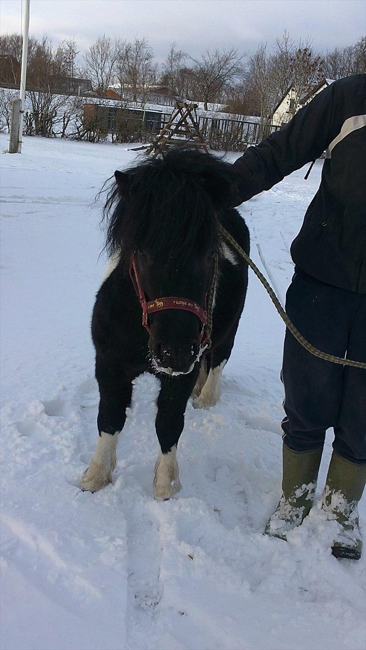 Anden særlig race Zarra`s Tordenbrag  billede 7