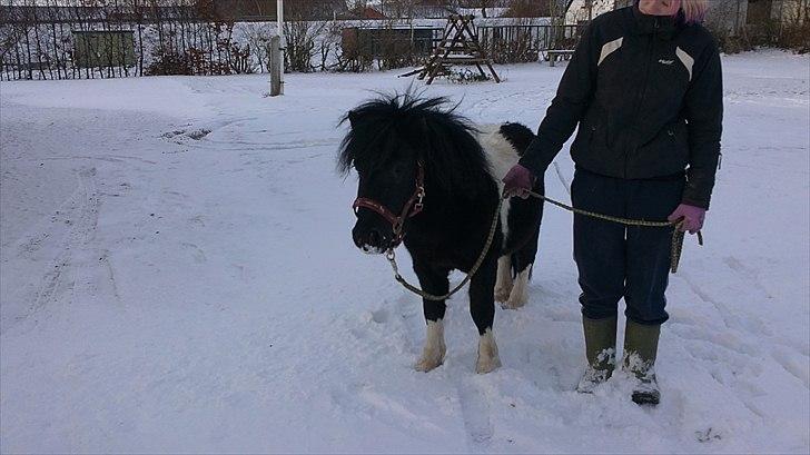 Anden særlig race Zarra`s Tordenbrag  billede 8