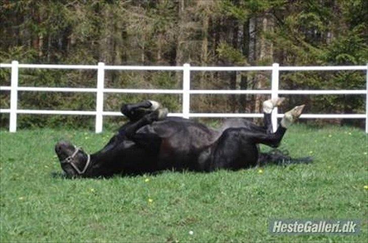 Welsh Cob (sec D) Fronerthig Young King  billede 7