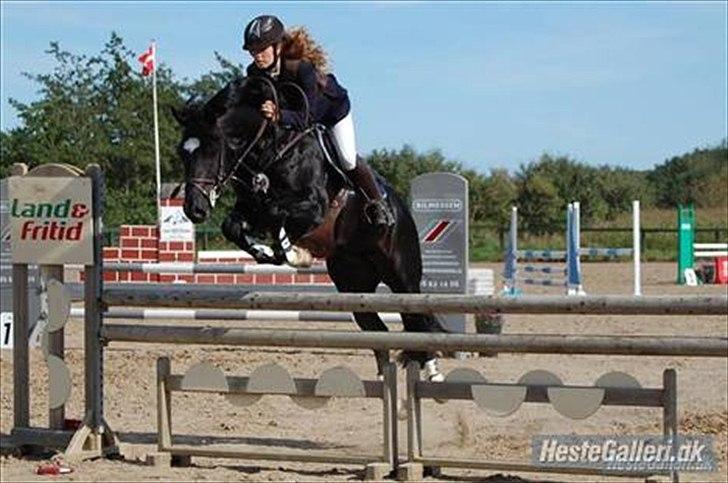 Welsh Cob (sec D) Fronerthig Young King  billede 9