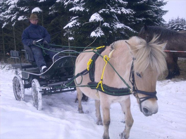 Fjordhest Jydegårdens Luna billede 19