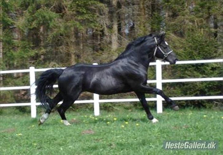 Welsh Cob (sec D) Fronerthig Young King  billede 11