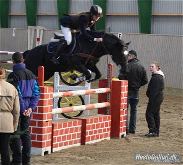 Welsh Cob (sec D) Fronerthig Young King  billede 16