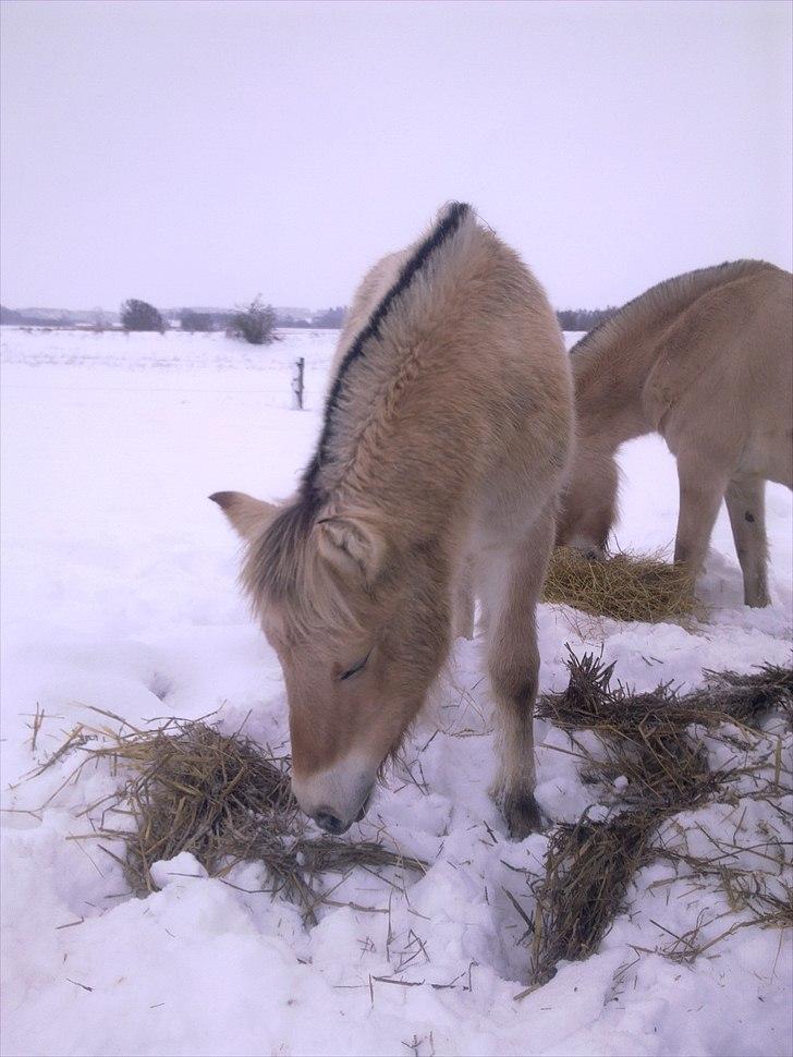 Fjordhest NAROBI - November 2010 billede 7