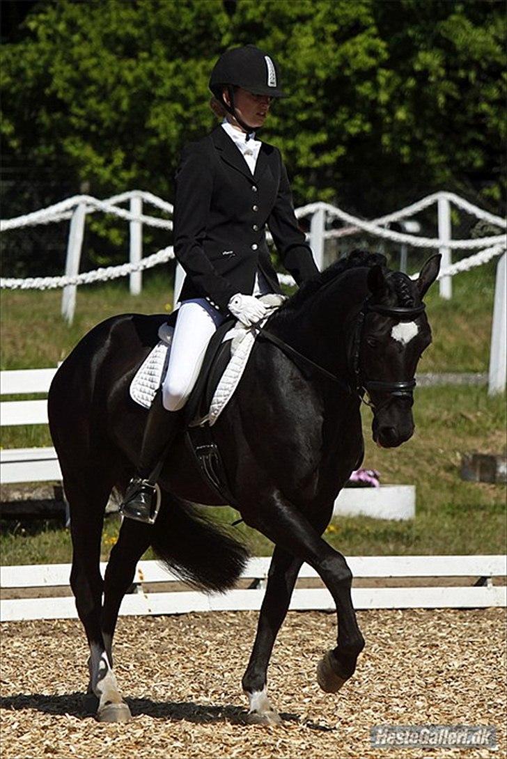 Welsh Cob (sec D) Fronerthig Young King  - Til dressur stævne med Julie Kalstrup billede 18