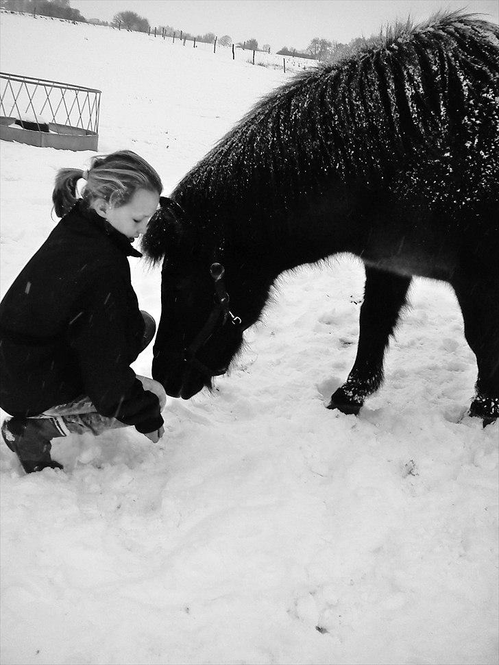 Islænder Hind <3 - Elsker dig lille hest! <3 billede 13