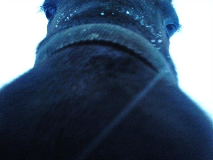 Islænder Hind <3 - BØH!! billede 14