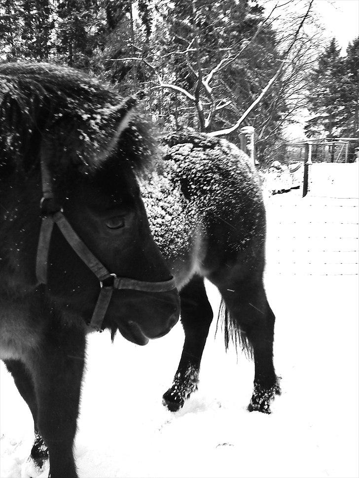 Islænder Hind <3 billede 15